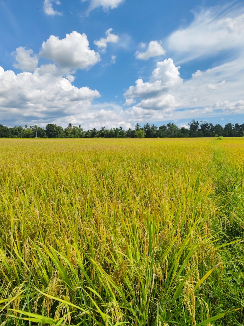 Sawah Masyarakat Desa Paya